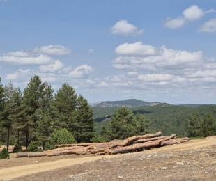 El Gobierno regional publica la convocatoria de ayudas para el fomento de agrupaciones de propietarios forestales privados
